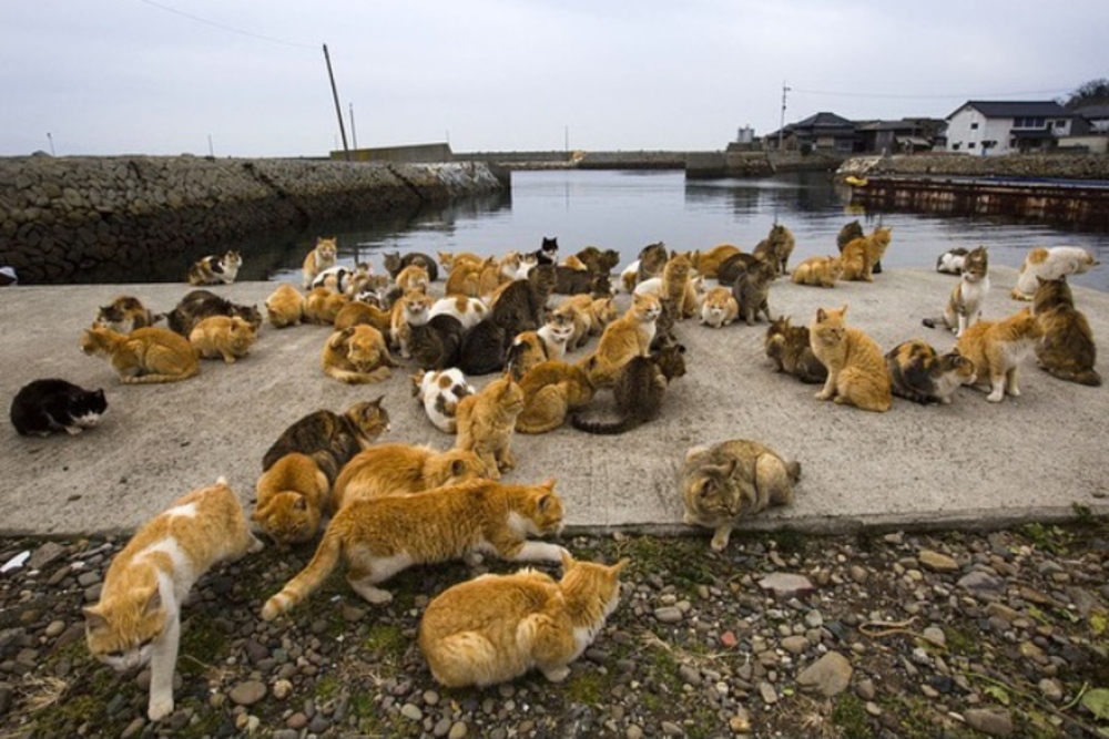 Unik! Bukannya Manusia, Pulau di Jepang ini Malah Dihuni Kucing