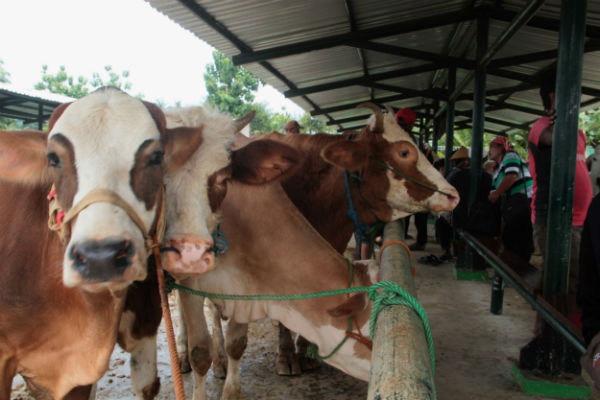 Kasus Antraks Masih Ada, Pasar Hewan di Semanu Ini Tetap Buka
