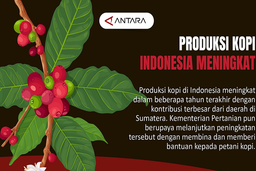 Produksi Kopi Indonesia Meningkat
