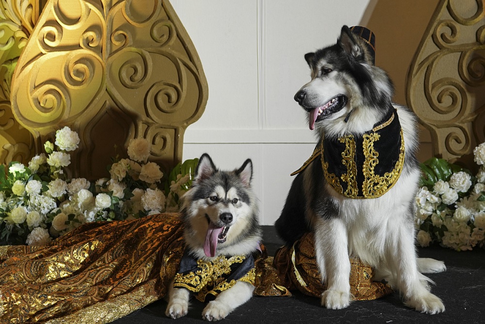 Pernikahan Anjing Jojo dan Luna dengan Adat Jawa, DPRD DIY: Bukan Kreativitas, Kelewat Batas!