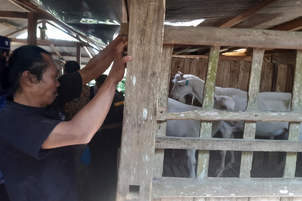 Girikerto Kembangkan Pengolahan Susu Kambing dalam Satu Kelompok Peternak