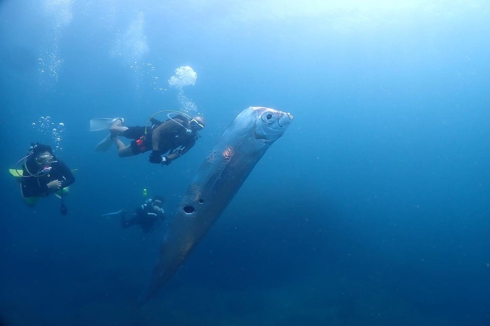 Penampakan 'Ikan Kiamat' Raksasa yang Muncul di Taiwan