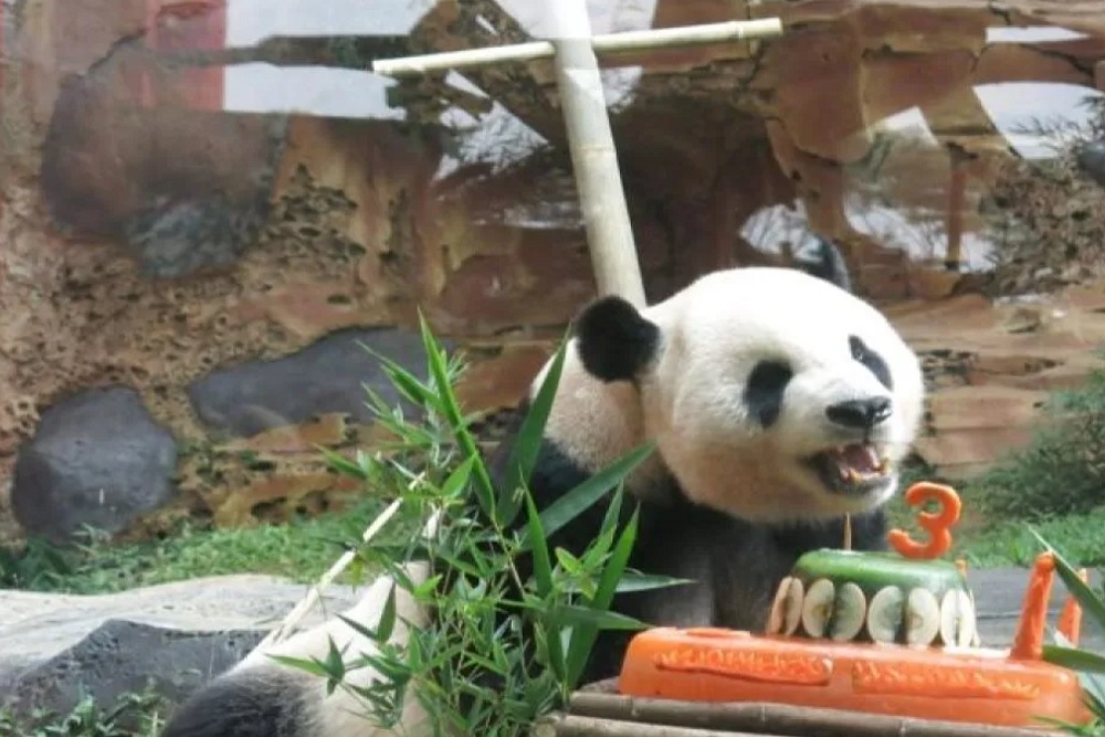 Panda dari China Didatangkan ke Taman Safari, Disewa Rp3 Miliar/Tahun