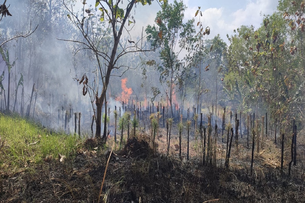 2 Hektare Lahan SG di Selopamioro Bantul Terbakar