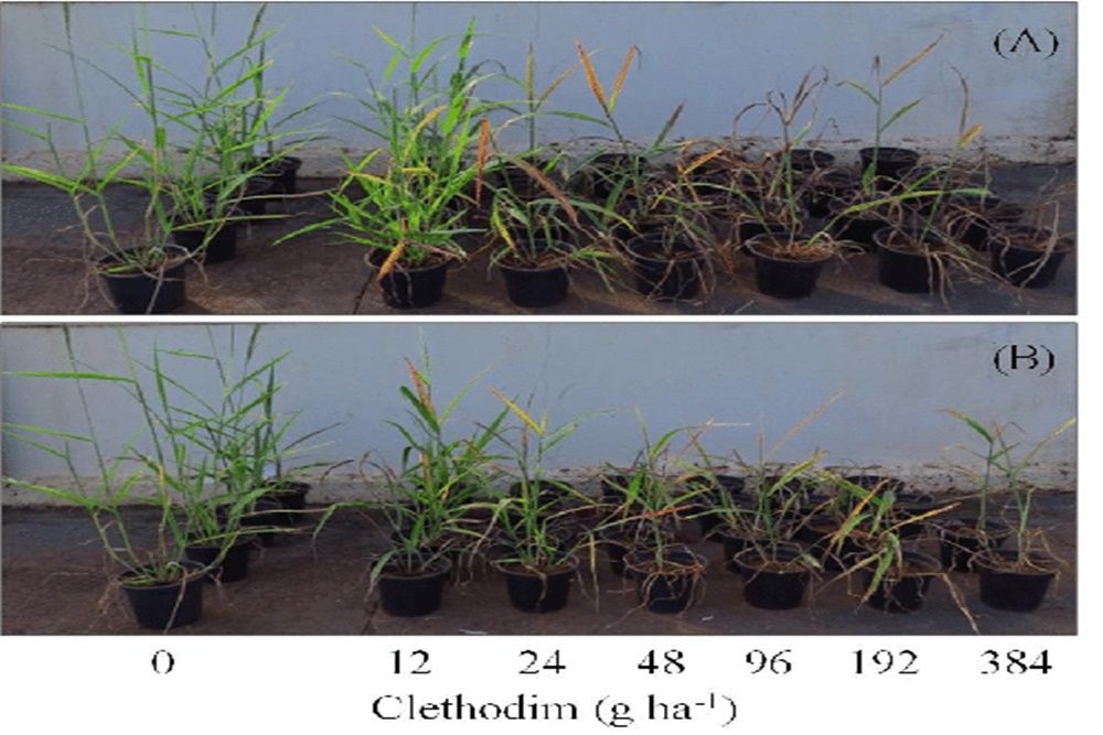 Herbisida Ini Bisa Turunkan Kualitas Kesuburan Pria, Ini Hasil Studinya