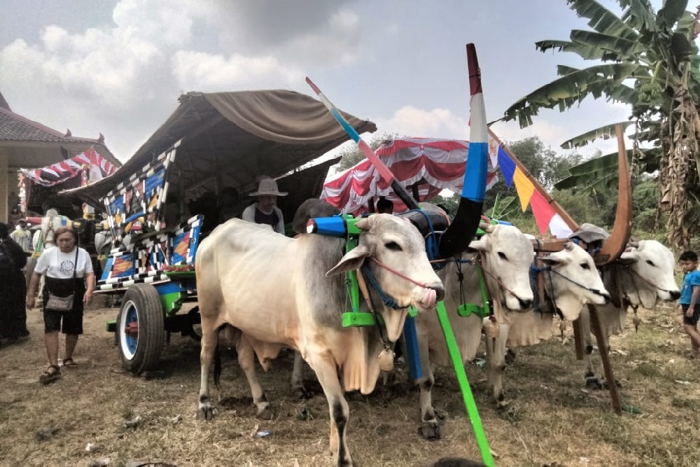 Ratusan Anak di Pandowoharjo Sleman Keliling Desa Wisata dengan Gerobak Sapi
