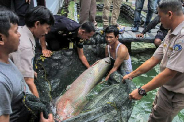 DKP Bantul Laporkan Warga yang Masih Pelihara Ikan Arapaima