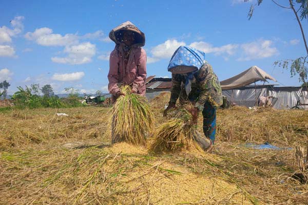 Kekurangan Lahan Pertanian DIY Mengintai pada 2040-2050