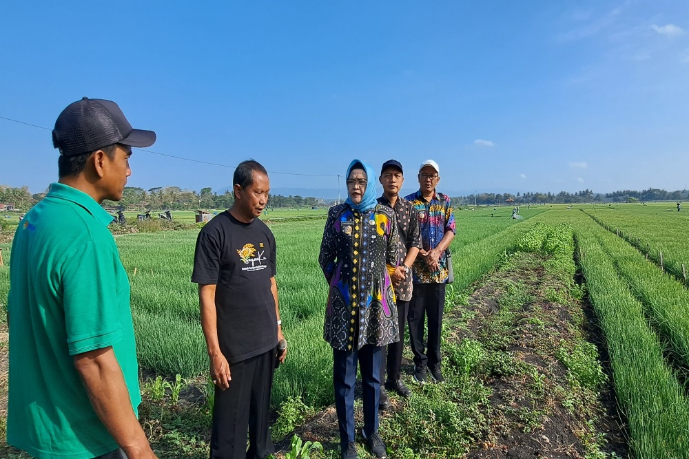 Produksi Pertanian Bawang Merah di Sentolo Dapat Mencapai 6.000 Ton