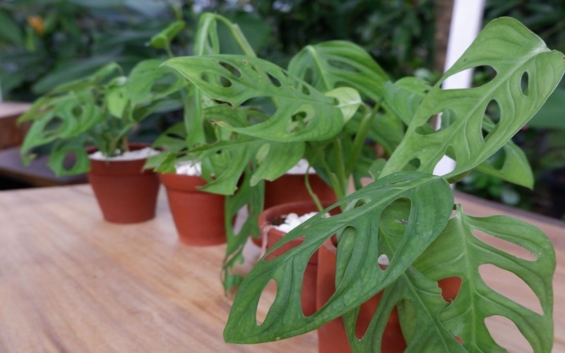 Industri Benih Hortikultura Mulai Berkembang