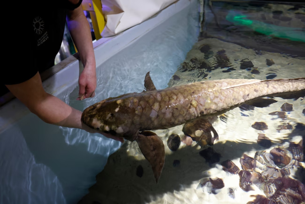 Bertemu Methuselah, Ikan Tertua di Akuarium yang Masih Hidup