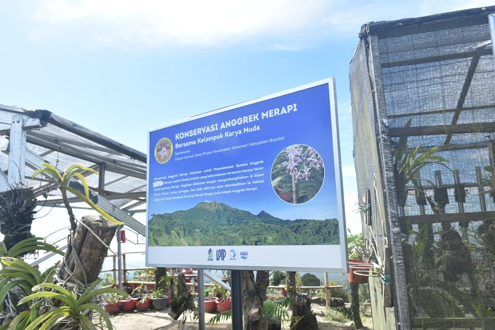 Kopi Arabika hingga Anggrek Langka Kini Berkembang di Lereng Merapi