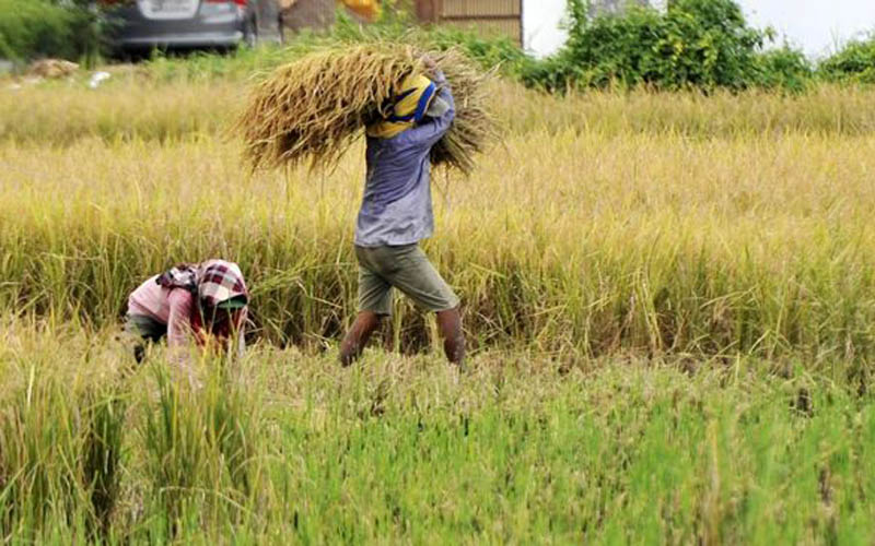 Peneliti BRIN: Indonesia Punya 11 Varietas Padi Tahan Cuaca Ekstrem dan Kekeringan