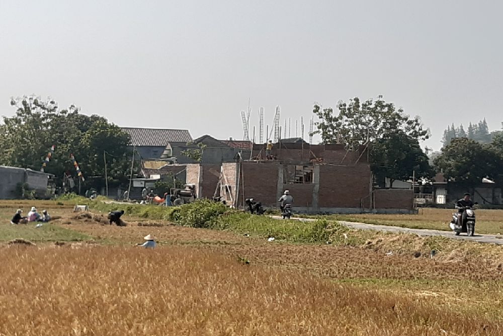Alih Fungsi Lahan, Kawasan Pertanian Pangan Berkelanjutan di Bantul Berkurang Jadi 18.773 Ha