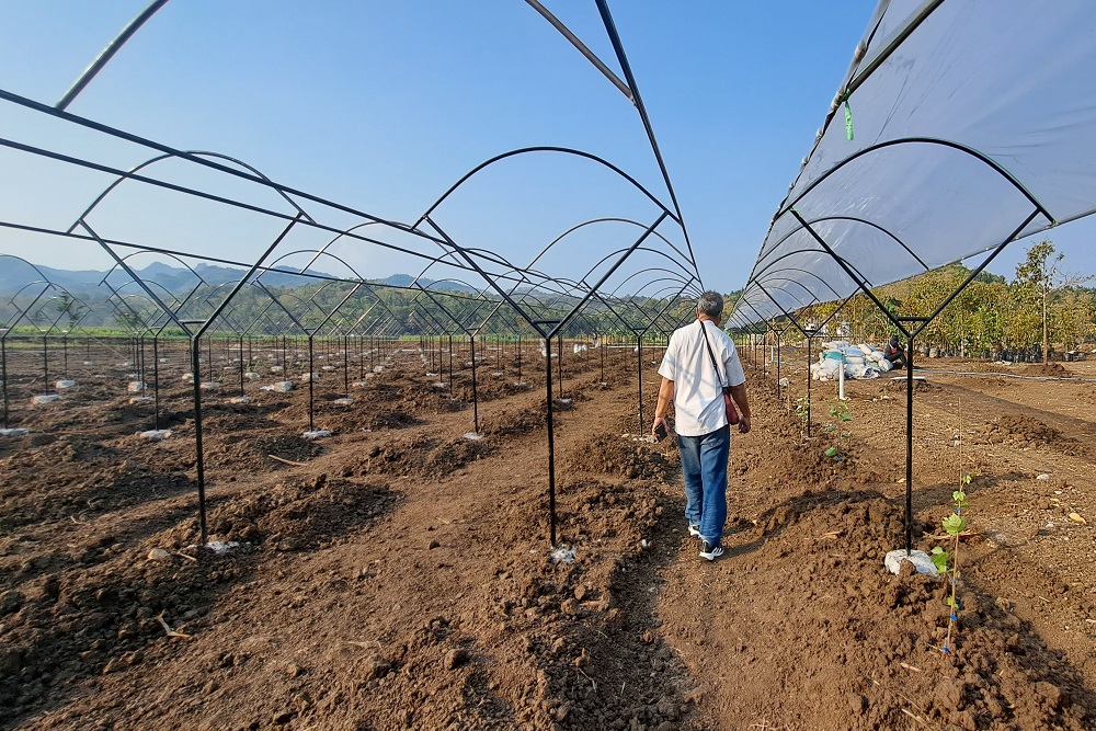 UGM dan BRIN Tanam Anggur di Taman Buah Orchard Wanadelim Kulonprogo