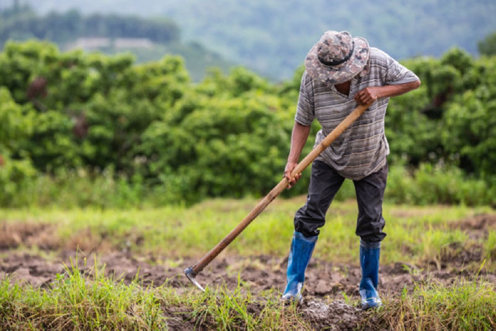 Bimtek Keselamatan Kerja, Petani Bawang Merah Tergolong Pekerja Rentan