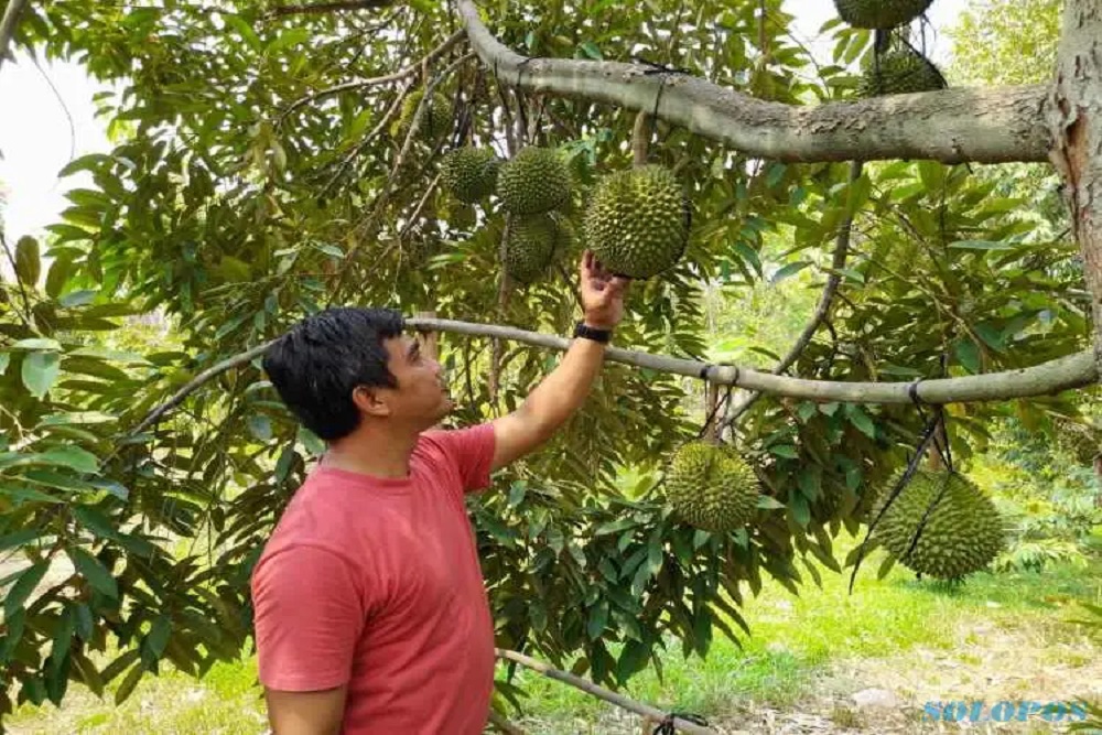 Harga Durian di Sragen Capai Rp1,2 Juta per Buah