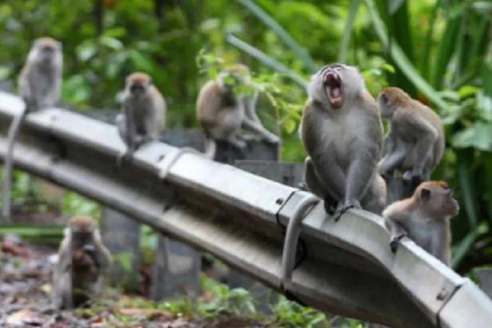 Bikin Resah, Kawanan Monyet Masuk Rumah Warga Nglanggeran Gunungkidul
