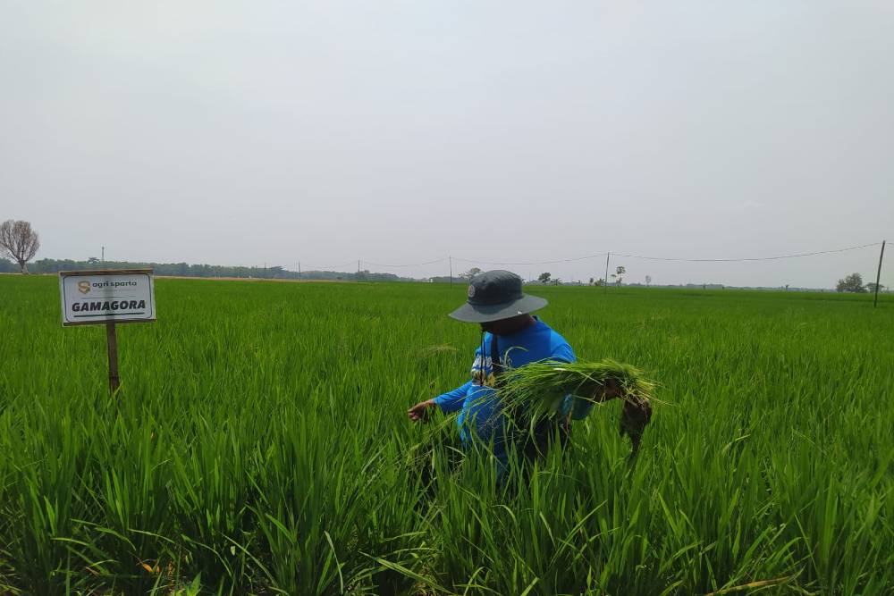 Varietas Padi Gamagora UGM, Satu Hektare Bisa Panen 10 Ton