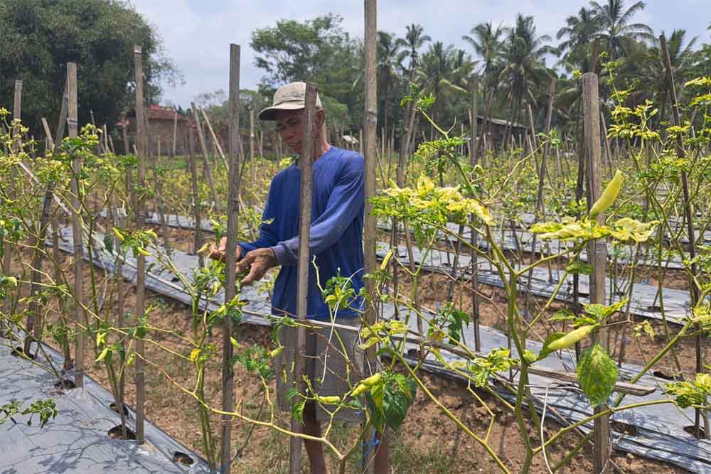 Petani di Magelang Sumringah Cabai Rawit Dibeli Rp65.000