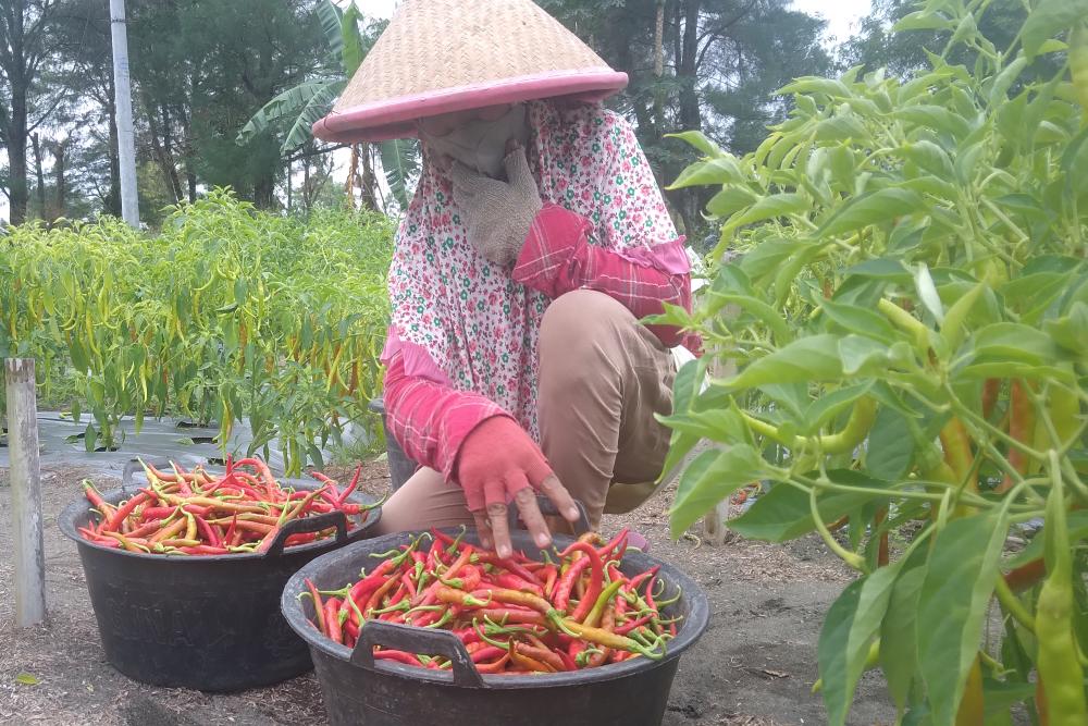 Harga Cabai Rawit Mahal, Produksi di Gunungkidul Hanya 110,76 Ton pada November