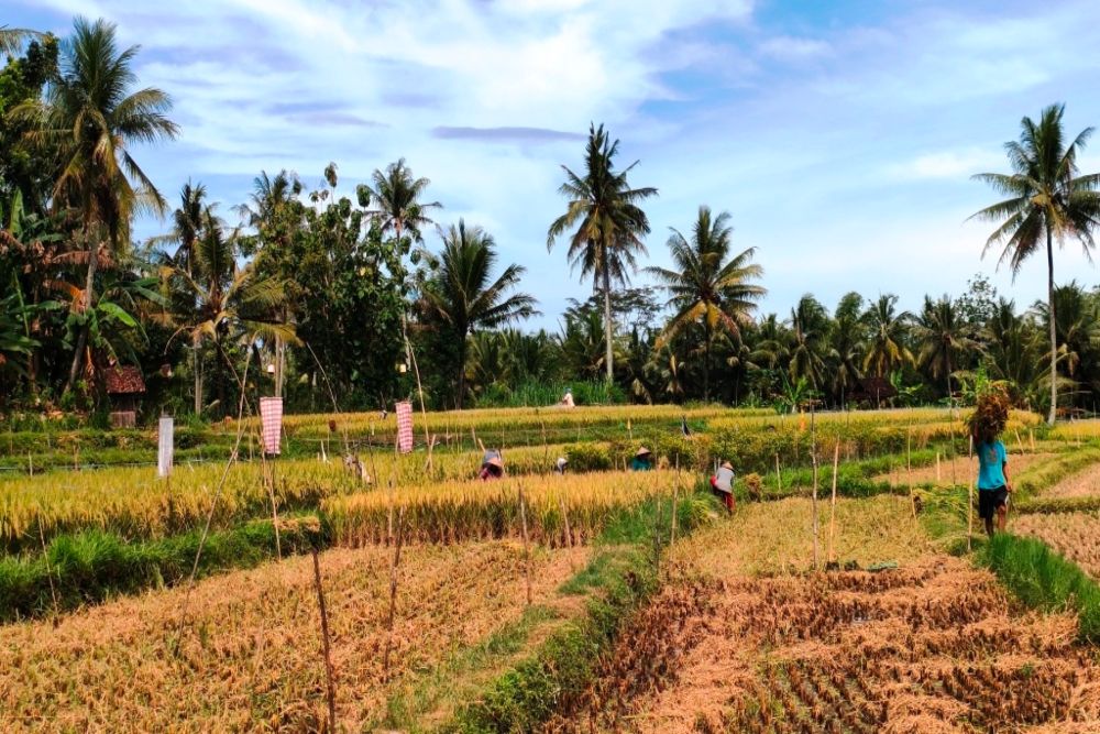 Panen Raya Tahun Depan Mundur, Stok Beras Terancam