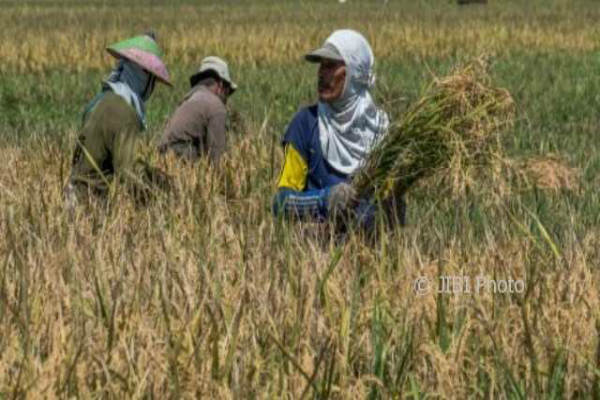 Target Produksi Beras Indonesia Turun 3 Juta Ton,  Berikut Penjelasannya