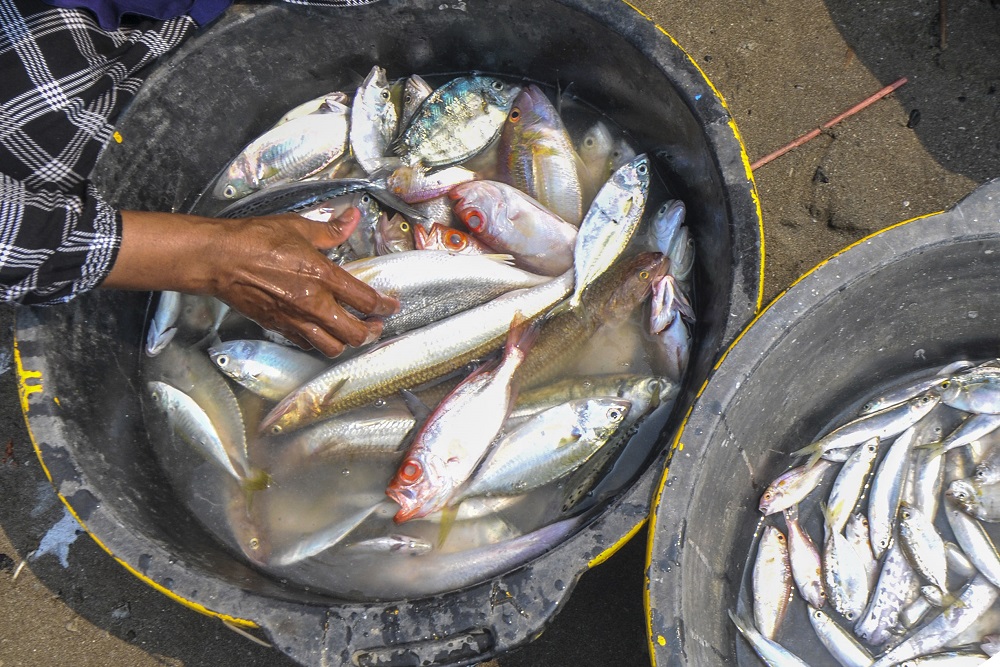 Produksi Ikan Budidaya di Kulonprogo Belum Mencapai Target