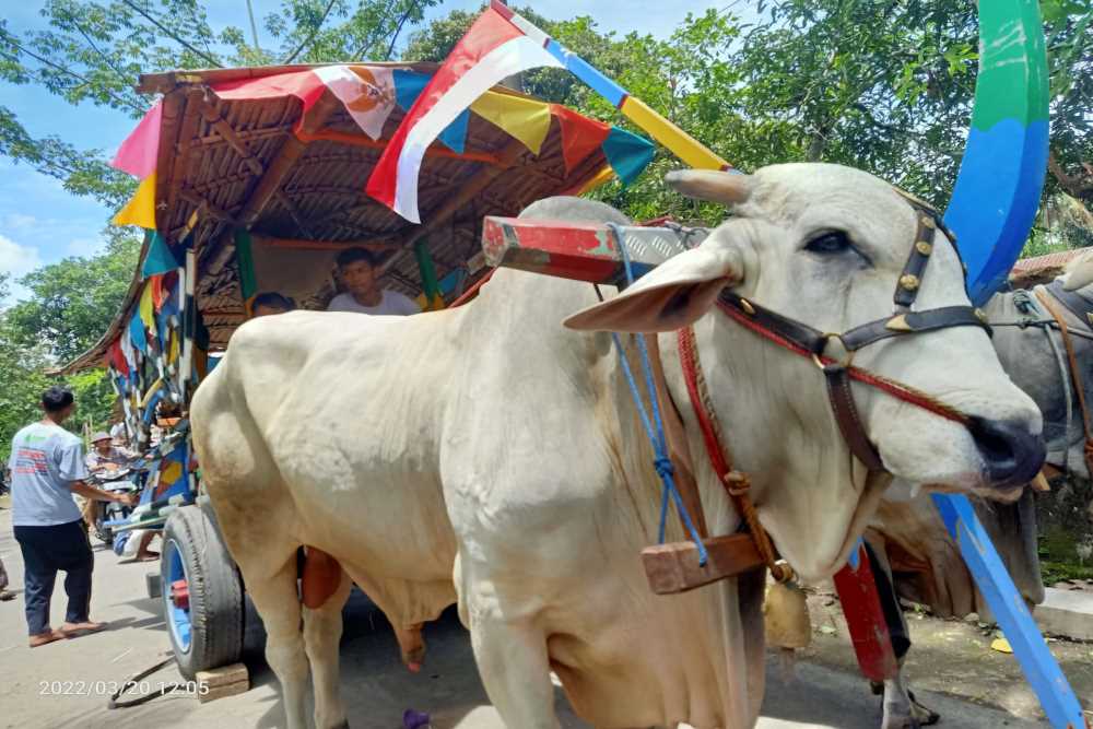 Parade Gerobak Sapi Jadi Daya Tarik Wisata Sleman