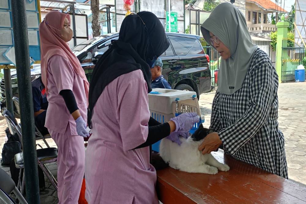 Cerita Vaksinasi Rabies di Jogja: Kucing Berontak saat Disuntik hingga Menggigit Majikan