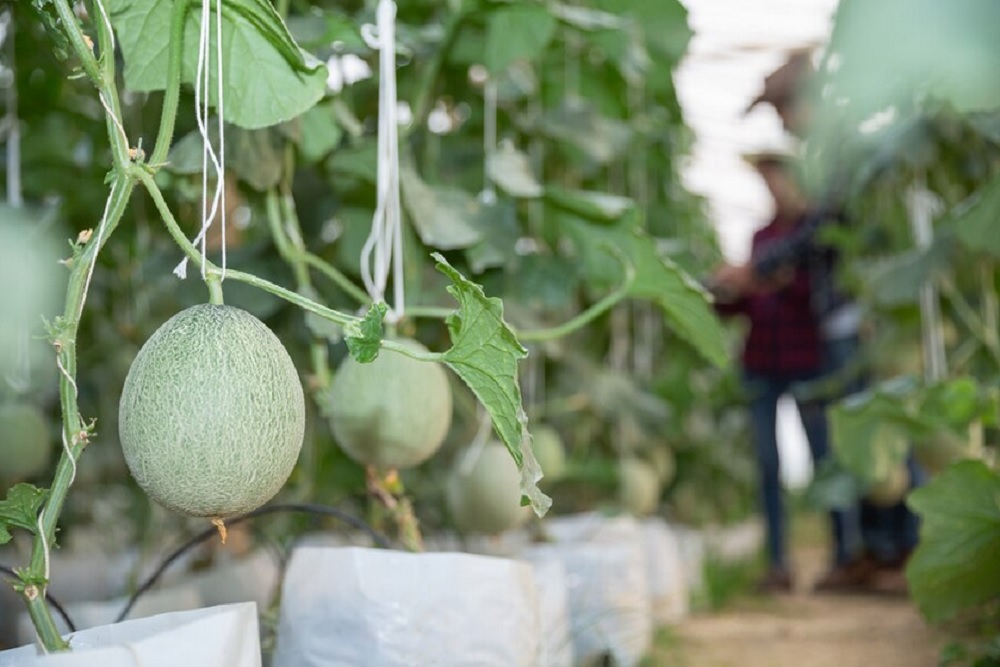 Kembangkan Melon Jepang dan Korea, Desa Bansari di Temanggung Dirikan Green House