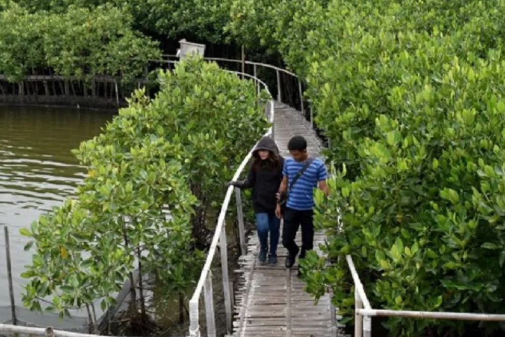 Mangrove, Penyeimbang Keanekaragaman Hayati dan Upaya Mitigasi Bencana