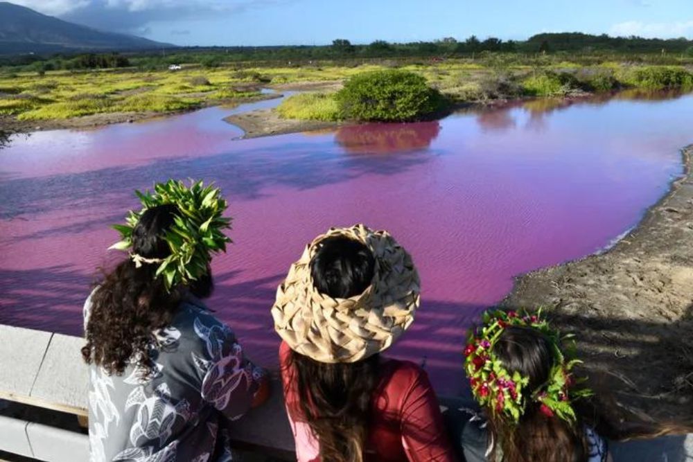 Fenomena Unik, Air Sebuah Kolam di Hawaii Berubah Warna Menjadi Pink