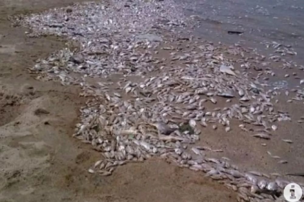 Fenomena Alam, Ribuan Ton Ikan Mati di Pantai Jepang sisi Utara