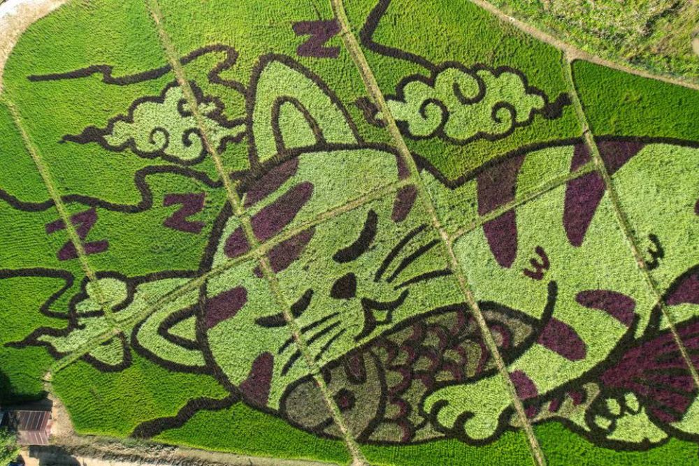 Gambar Kucing Tidur di Sawah Jadi Cara Petani Thailand Gaet Wisatawan