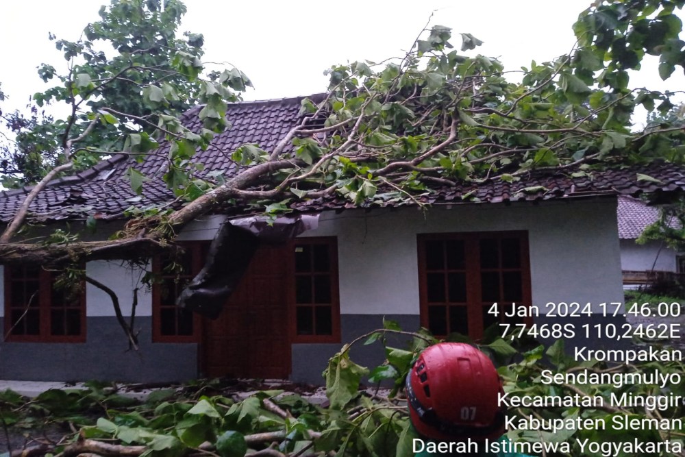 Diguyur Hujan Lebat Dan Angin Kencang Sejumlah Pohon Tumbang Dan Longsor Terjadi Di Sleman