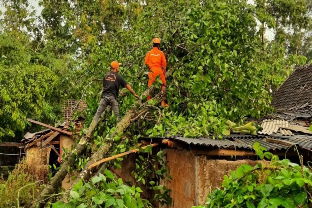 Pohon Tumbang di Jalan Jogja - Wonosari Bikin Jalanan Macet sampai 1 Jam