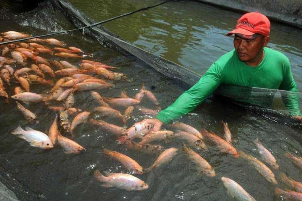 Tahun Ini DKP Bantul Targetkan Produksi Ikan Budidaya Air Tawar 12 Ribu Ton