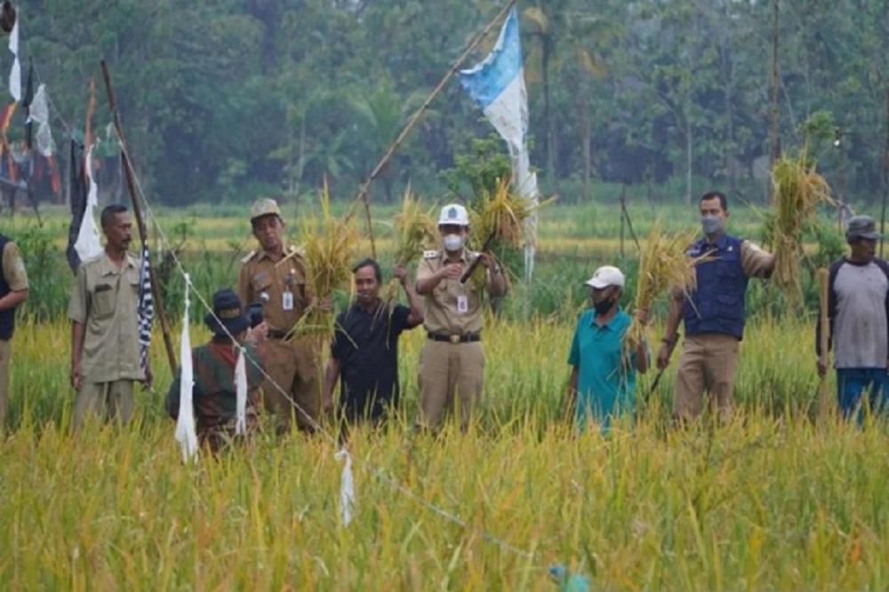 Sejumlah Wilayah Kulonprogo Masuk Masa Panen Padi