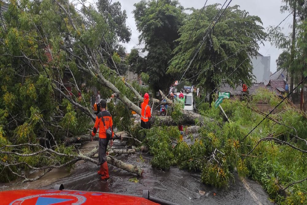 Dampak Siklon Tropis Anggrek, Sejumlah Pohon di Wilayah Sleman Tumbang