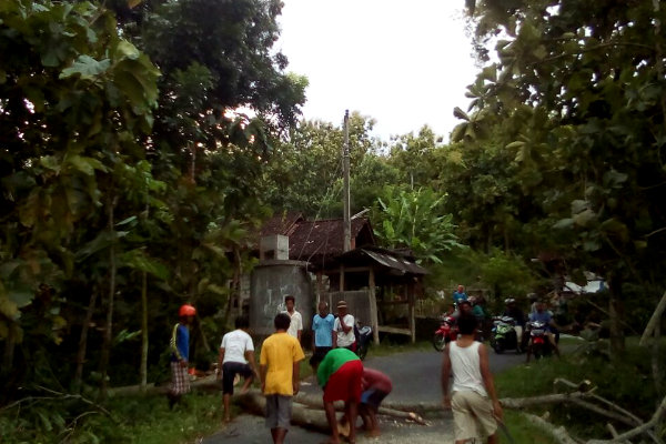 Update BPBD Bantul: Hingga Siang Ini, 51 Titik Pohon Tumbang di Bantul akibat Hujan Angin