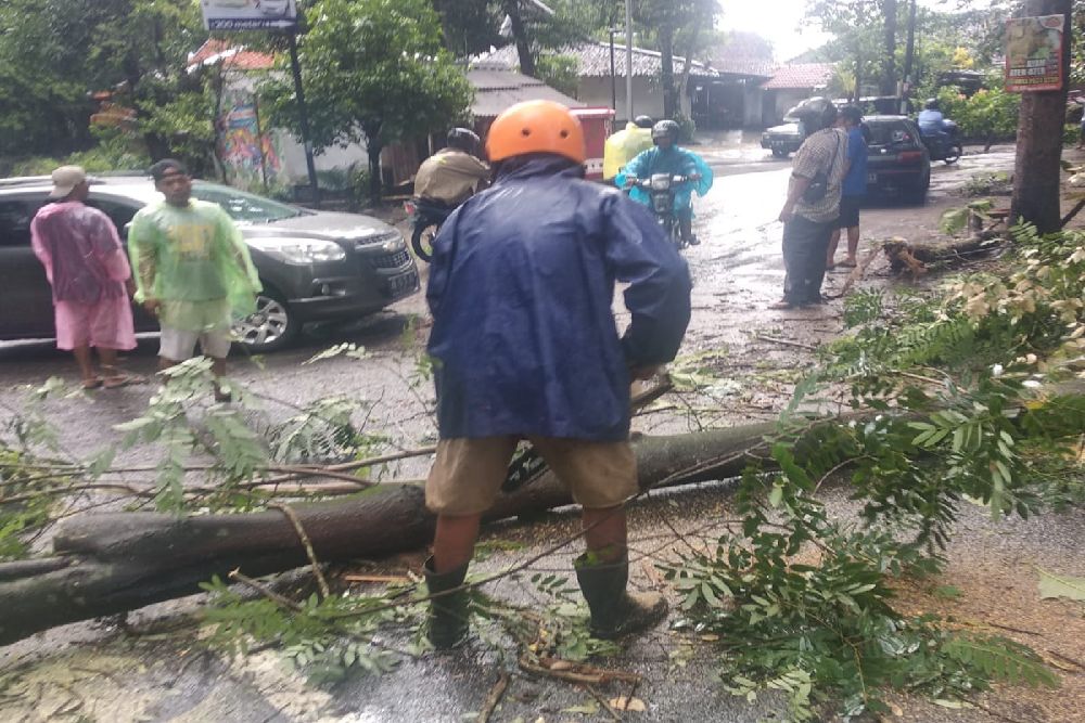 Dampak Hujan Lebat dan Angin Kencang di Sleman, Selain Longsor Pepohonan Kembali Tumbang