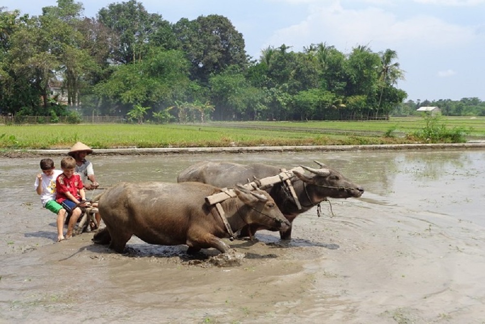 Wisata Berbasis Warga Bakal Jadi Andalan Bantul Tarik Turis Asing