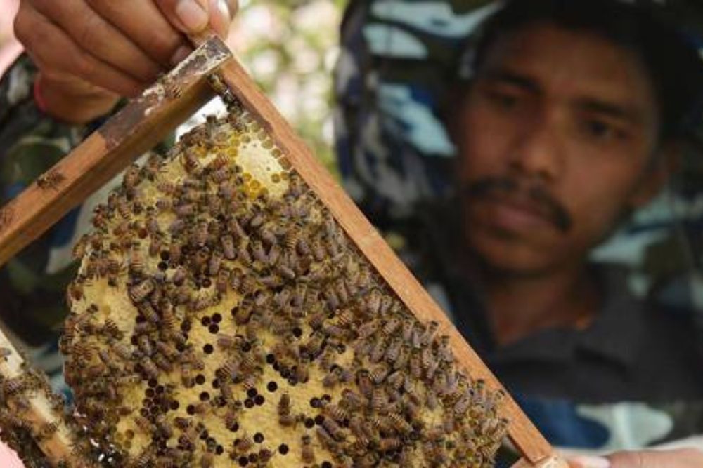 Unik, India Pasang Prajurit Lebah untuk Jaga Perbatasan dengan Bangladesh