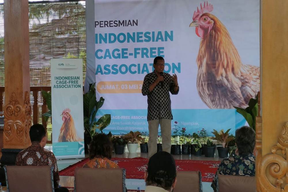 Telur Ayam dari Budi Daya Bebas Kandang Dapat Tingkatkan Imunitas Tubuh