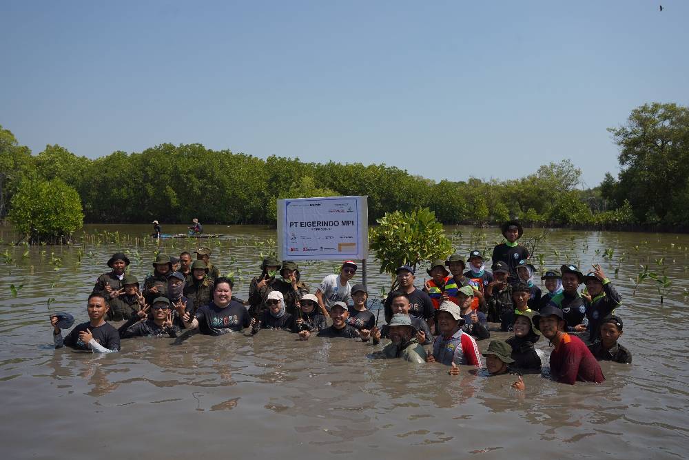 10.000 Pohon Mangrove dari EIGER untuk Selamatkan Pesisir Pantura