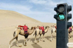 Unik, Ada Lampu Bangjo Khusus Unta di Tengah Gurun Pasir