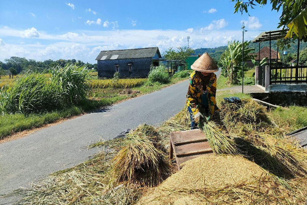 Panen Raya Perdana di Sleman Mampu Hasilkan 76.798 Gabah Kering Giling