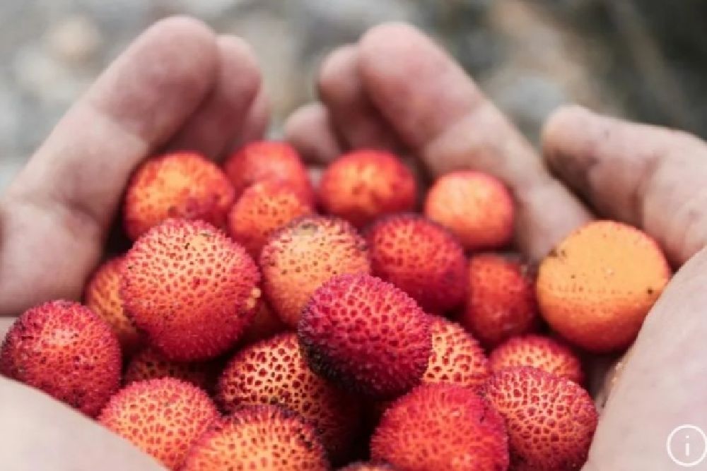 Yuk, Kenali 7 Manfaat Buah Leci untuk Kesehatan