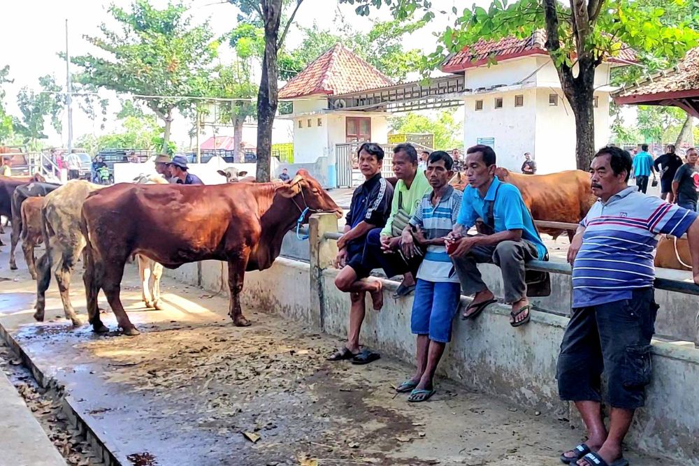 Transaksi Ternak Meningkat Jelang Iduladha, Perputaran Uang di Pasar Hewan Ambarketawang Capai Rp3 Miliar